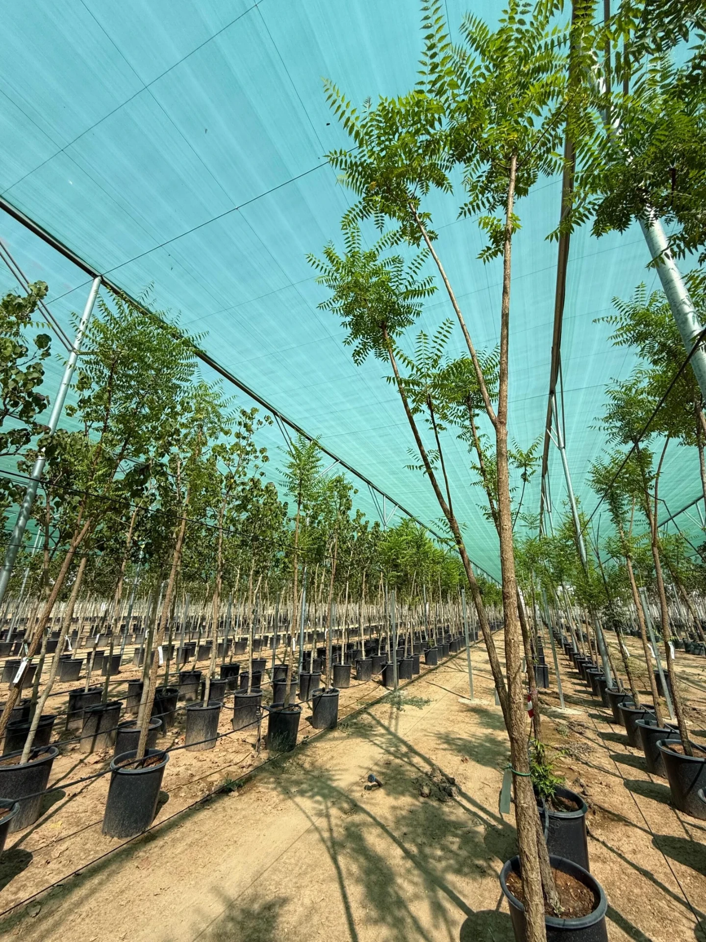 Green shade netting above nursery trees