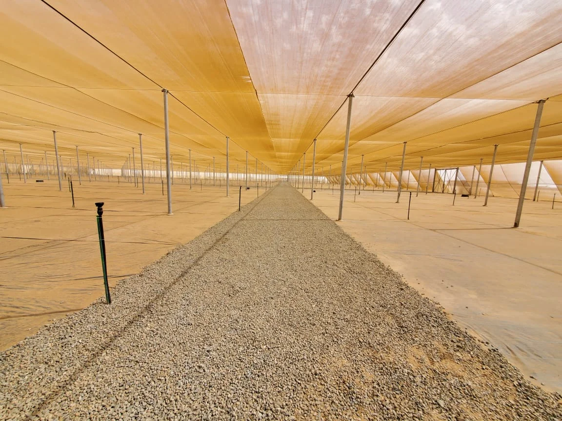 Amber shade netting over a long net house