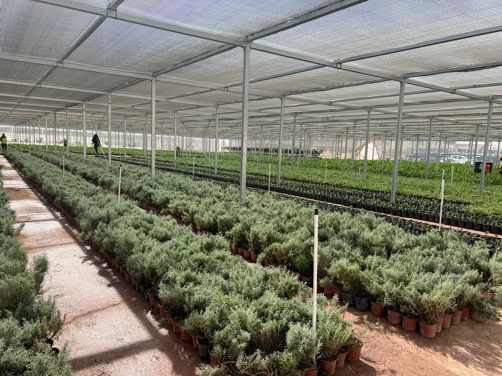 Net house sheltering rows of potted shrubs