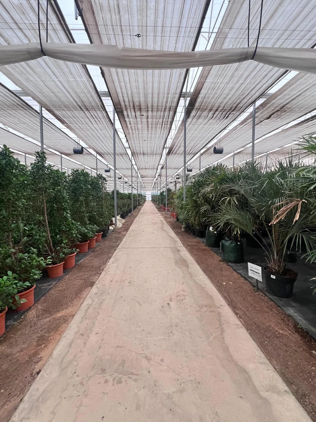 Interior of a UID net house filled with nursery plants