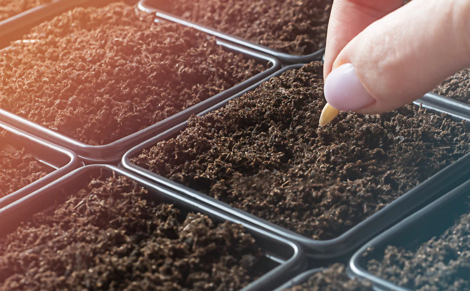 Hand placing a seed into a filled seedling tray